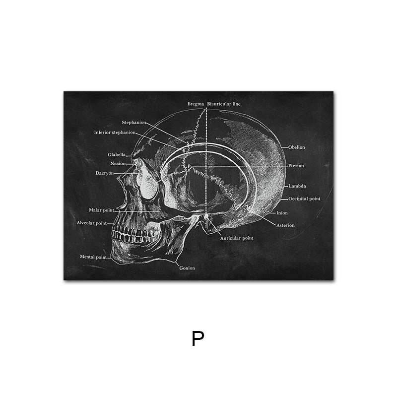 Peinture sur Toile de l'Anatomie Humaine