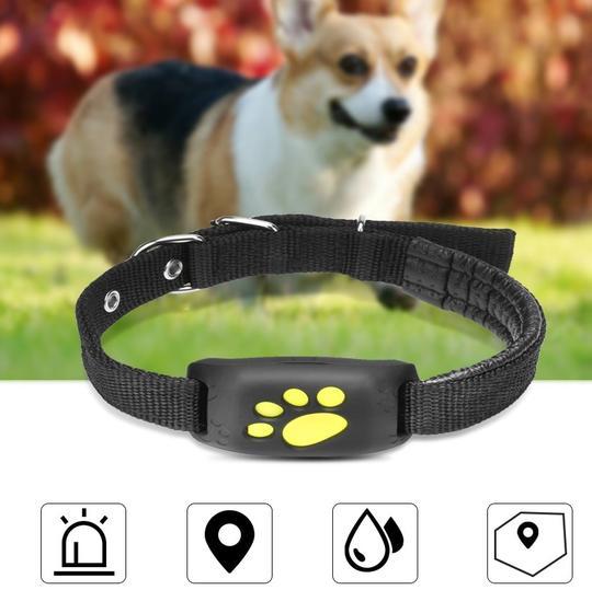 Traceur GPS pour Animaux de Compagnie