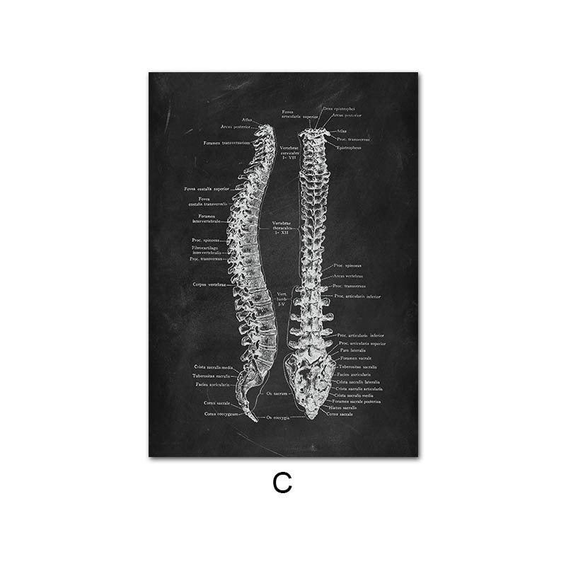 Peinture sur Toile de l'Anatomie Humaine