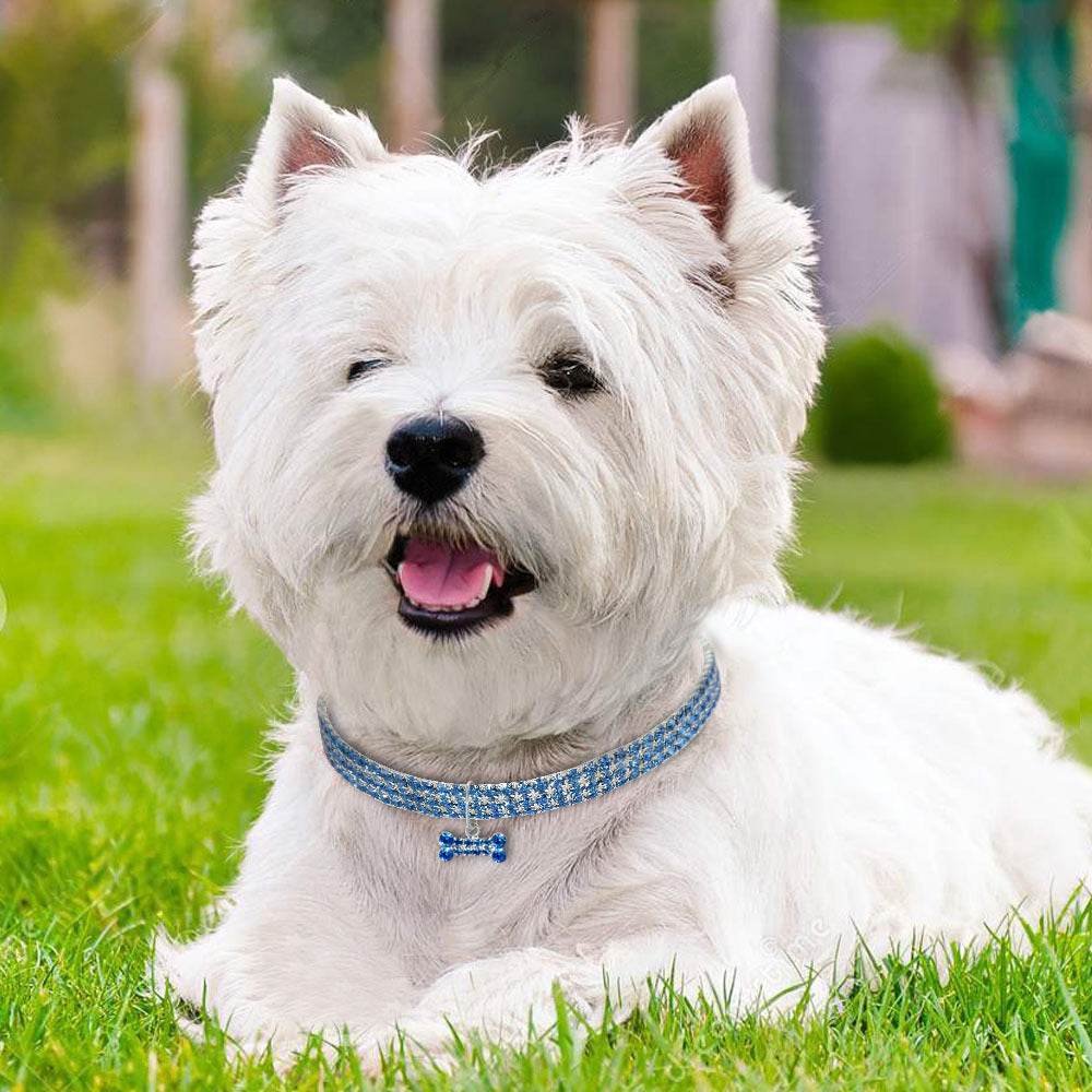 Collier Bling en Strass pour Chiens et Chats - Allomarc.com