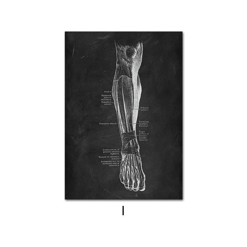 Peinture sur Toile de l'Anatomie Humaine