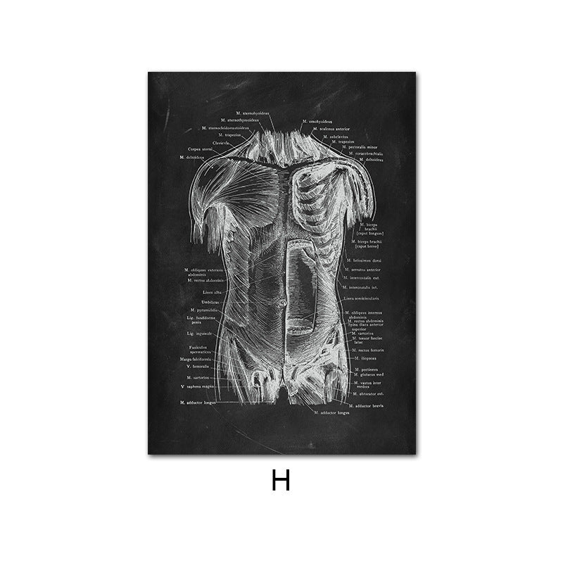 Peinture sur Toile de l'Anatomie Humaine