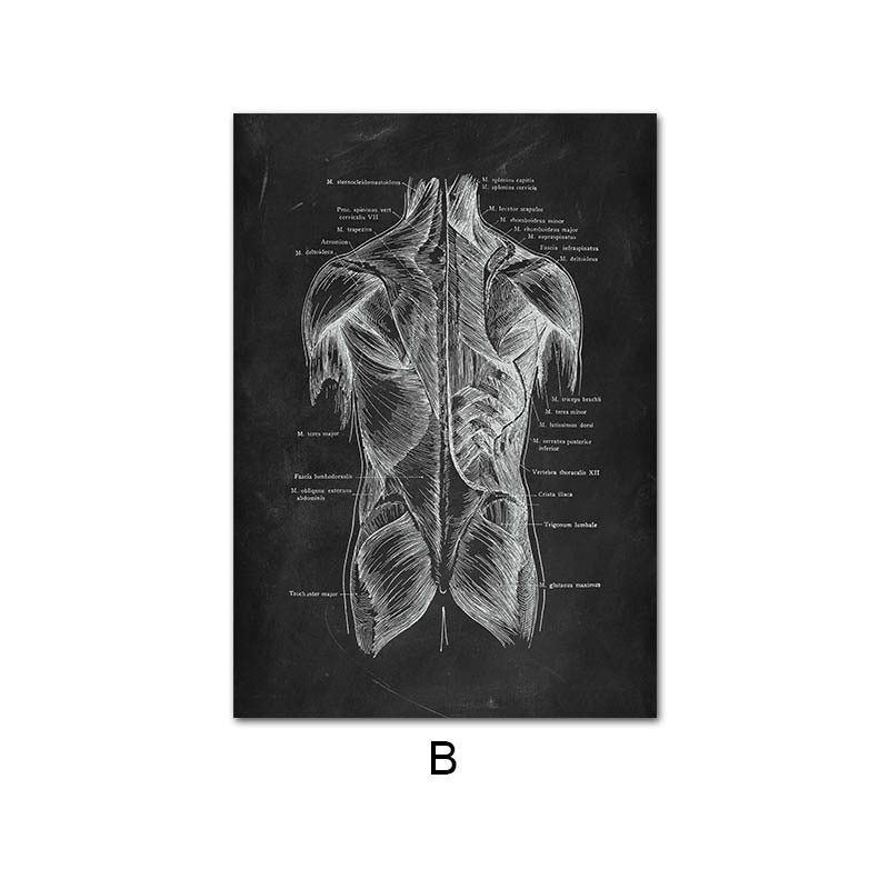 Peinture sur Toile de l'Anatomie Humaine