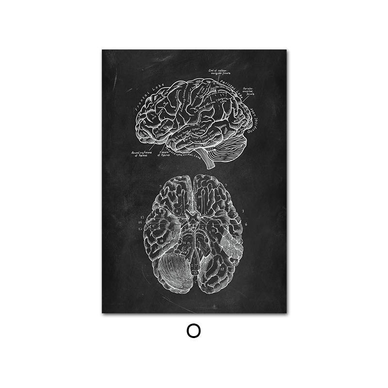 Peinture sur Toile de l'Anatomie Humaine