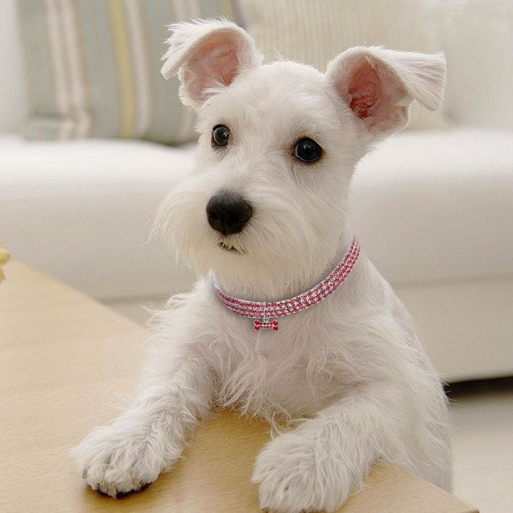 Collier Bling en Strass pour Chiens et Chats - Allomarc.com