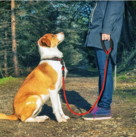 Laisse Réfléchissante en Nylon pour Chiens - Allomarc.com