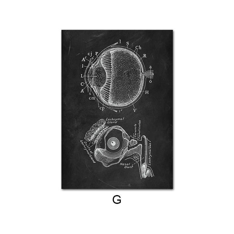 Peinture sur Toile de l'Anatomie Humaine - Allomarc.com